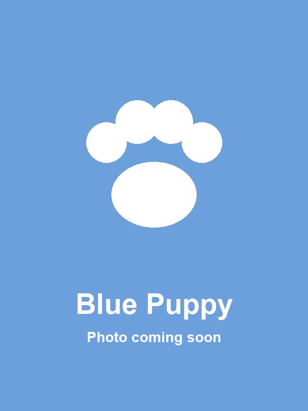 Blue Puppy party character